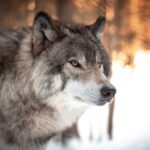 The Wolf you feed - How to Lead Well